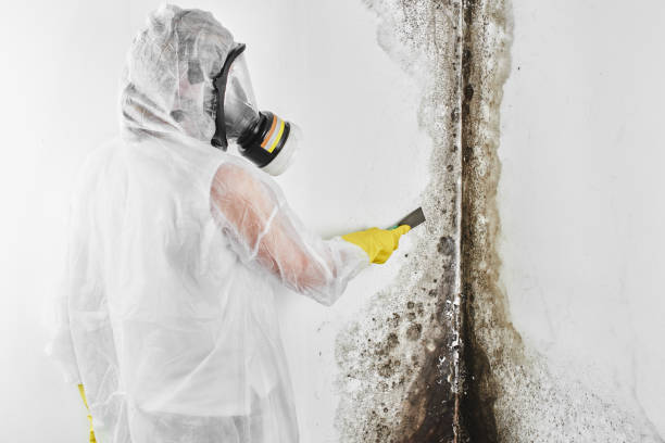 Why You Should Choose Our Mold Remediation Services in Wheaton, IL